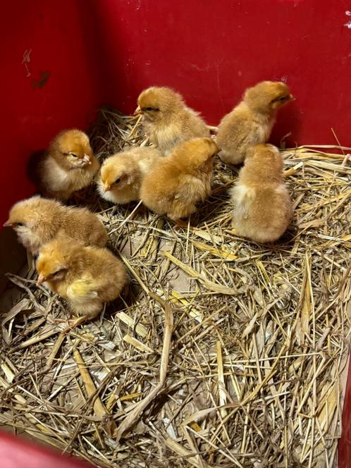 Eendagskuikens ( kunnen bij broedse kip), Dieren en Toebehoren, Pluimvee, Kip