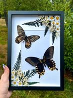 Opgezette vlinders in kader, Verzamelen, Ophalen of Verzenden, Nieuw, Insect, Opgezet dier