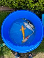 4 Japanese koi 40-55 cm =180 cm all 4, Dieren en Toebehoren, Vissen | Vijvervissen