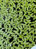 Gratis eendenkroos aquarium, Dieren en Toebehoren, Vissen | Aquaria en Toebehoren, Ophalen, Nieuw