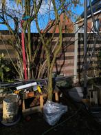 Kersenboom, Tuin en Terras, Ophalen