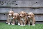 toller pups, beide ouders zijn hier aanwezig, België, Overige rassen, CDV (hondenziekte), 8 tot 15 weken