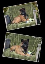Prachtige Tervurense Herder pups, Dieren en Toebehoren, Honden | Herdershonden en Veedrijvers, België, CDV (hondenziekte), 8 tot 15 weken