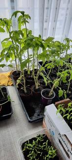 Tomatenplanten verschillende soorten. Lijst op foto, Enlèvement ou Envoi