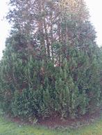 Wie zaagt deze af in ruil hout, Ophalen