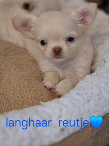 Prachtige langharige chihuahua pups, 8 à 15 semaines, Plusieurs, Éleveur | Loisir, Parvovirose