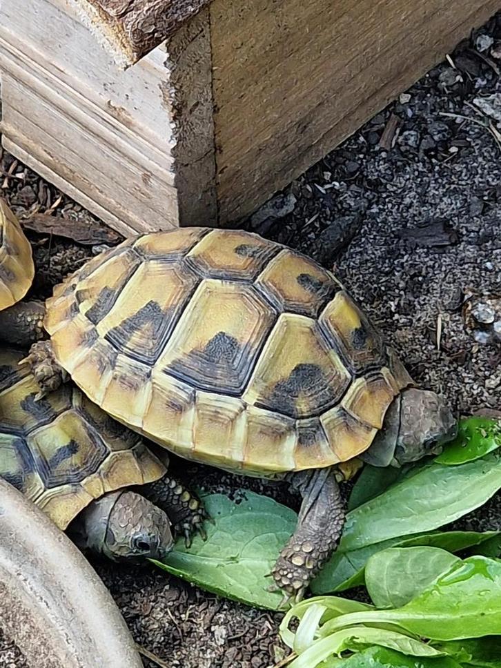 Griekse landschildpad, Dieren en Toebehoren, Reptielen en Amfibieën