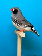 Mooie zwartwang grijs zebravink man, Mannelijk, Tropenvogel, Geringd