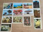 20 oude prenten: Côte d'Or reeks Faunaflor Congo, Verzamelen, Foto's en Prenten, Ophalen of Verzenden, Gebruikt, Natuur, Prent