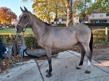 Spring paard  beschikbaar voor biedingen