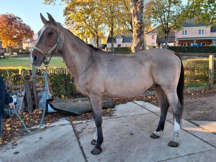 Spring paard, Dieren en Toebehoren, Paarden