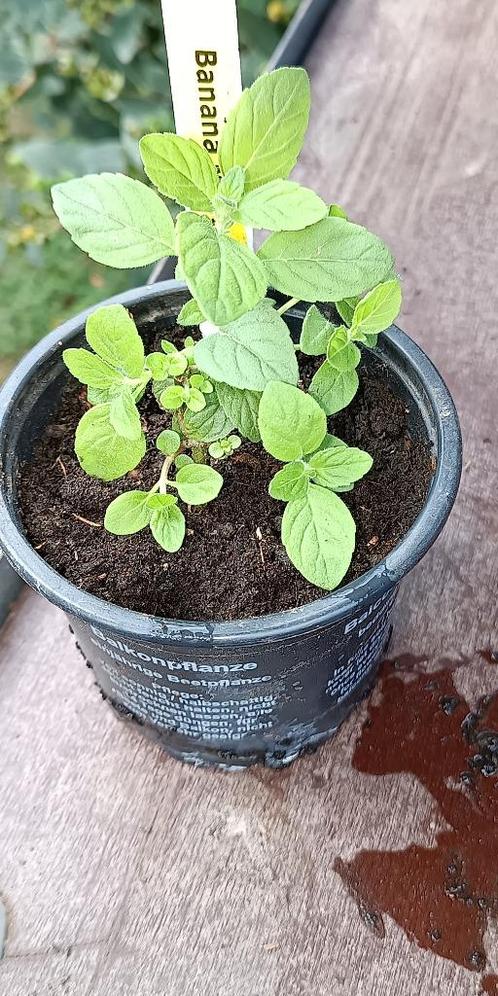 Banana Munt, Tuin en Terras, Planten | Tuinplanten, Vaste plant, Kruiden, Halfschaduw, Zomer, Ophalen of Verzenden