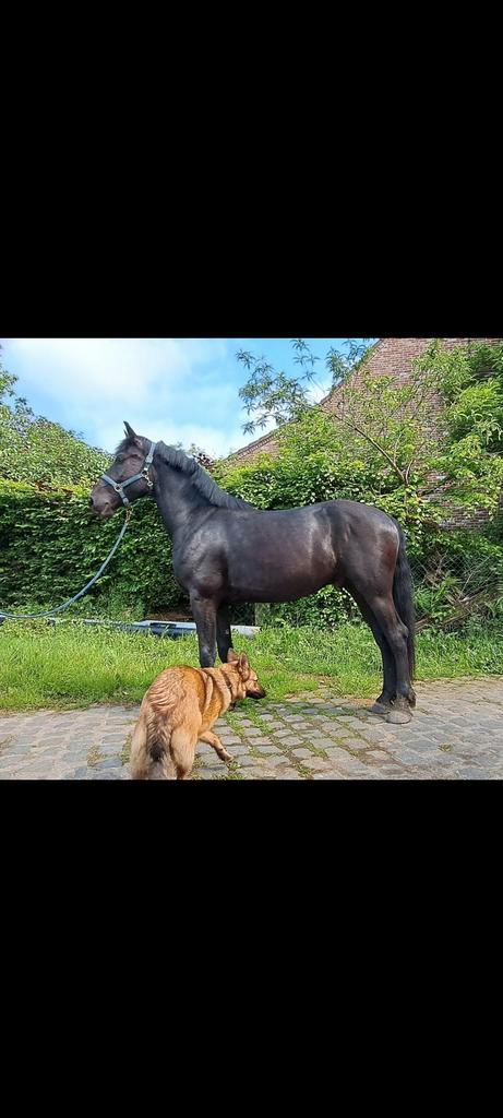 Arabo Fries, Dieren en Toebehoren, Paarden, Ruin, Zadelmak