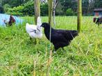 Australorp zwart x trio (tieners), Kip, Meerdere dieren