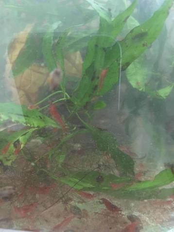 Rode neocaridina - cherry shrimp - vuurgarnalen beschikbaar voor biedingen