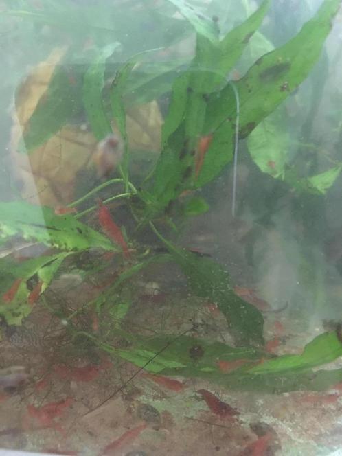 Rode neocaridina - cherry shrimp - vuurgarnalen, Dieren en Toebehoren, Vissen | Aquariumvissen, Schoolvis