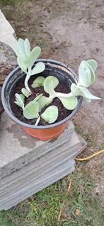 Gratis stekjes Kalanchoë Thyrsiflora, Ophalen