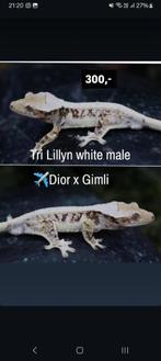 1.0 Tricolor Lilly White wimpergekko man, Dieren en Toebehoren, Reptielen en Amfibieën, Hagedis, Tam, 0 tot 2 jaar