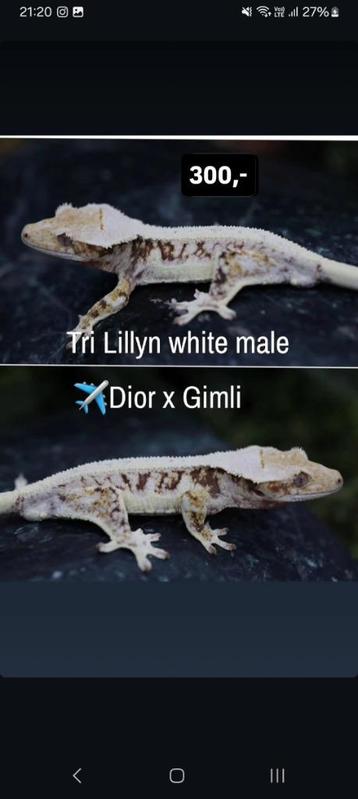 1.0 Tricolor Lilly White wimpergekko man  beschikbaar voor biedingen