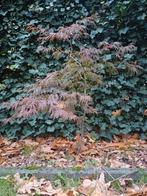 Japanse esdoorn Garnet, Tuin en Terras, Ophalen