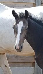 Veulen, Dieren en Toebehoren, Paarden, Springpaard, Gechipt, 0 tot 2 jaar, Hengst