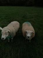 franse texel dekram, Dieren en Toebehoren, Schapen, Geiten en Varkens, Mannelijk, Schaap