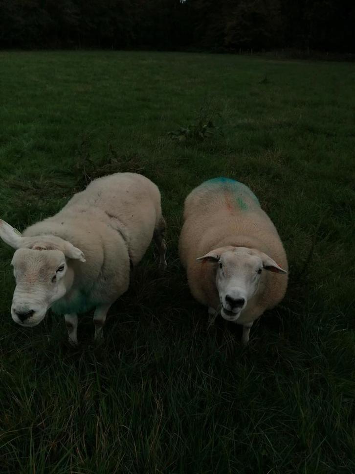 franse texel dekram, Dieren en Toebehoren, Schapen, Geiten en Varkens, Schaap, Mannelijk