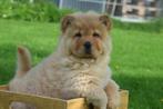 Chow-chow pups beschikbaar, Dieren en Toebehoren, België, 8 tot 15 weken, Poolhond, Meerdere