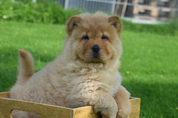Chiots chow-chow disponibles, Plusieurs, Chien de traîneau, Belgique, Plusieurs animaux