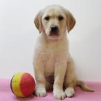 Retriever - Belgische pups te koop, Dieren en Toebehoren, Honden | Retrievers, Spaniëls en Waterhonden, Golden retriever, België