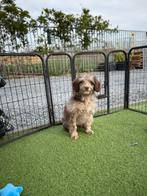 Borderdoodle pup, Dieren en Toebehoren, België, Overige rassen, CDV (hondenziekte), 8 tot 15 weken