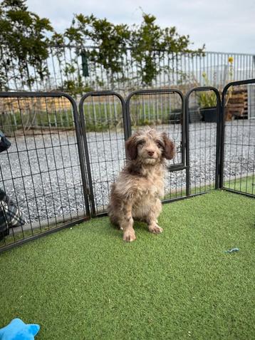 Borderdoodle pup beschikbaar voor biedingen