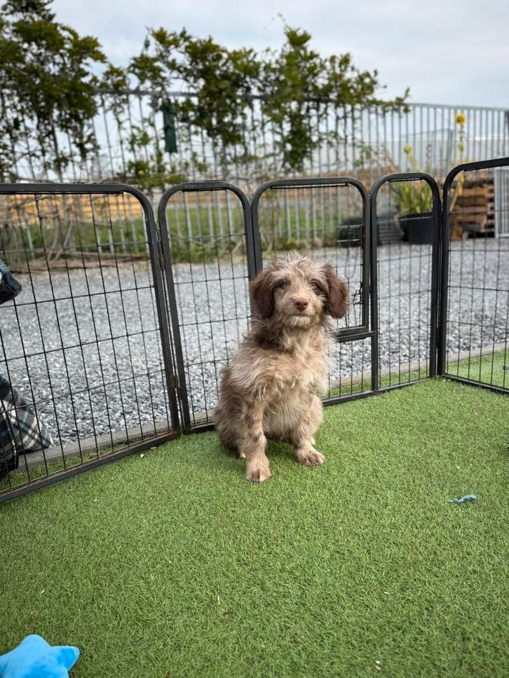 Borderdoodle pup, Dieren en Toebehoren, Honden | Herdershonden en Veedrijvers, Teef, Overige rassen, Fokker | Professioneel, Eén hond