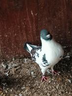 Duiven, Dieren en Toebehoren, Vogels | Duiven