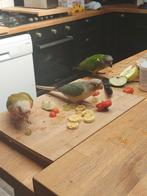 Molina cornures, Dieren en Toebehoren, Mannelijk