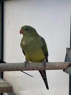 Bergparkiet pop, Dieren en Toebehoren, Vrouwelijk, Parkiet, Geringd