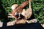 taxidermie, Ophalen