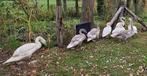 Zwanen knobbelzwanen, Dieren en Toebehoren, Pluimvee, Meerdere dieren, Gans of Zwaan