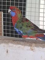 Rosella penant koppel, Dieren en Toebehoren, Vogels | Parkieten en Papegaaien, Meerdere dieren, Dwergpapegaai of Agapornis, Geringd