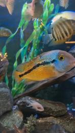 Hypsophrys nicaraguensis, Dieren en Toebehoren, Vissen | Aquariumvissen, Vis, Zoetwatervis, Schoolvis