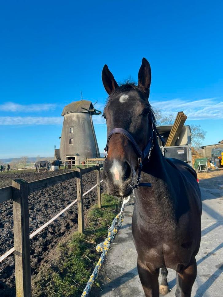 Knappe merrie 3 jaar, Dieren en Toebehoren, Paarden, Merrie