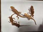 Jonge baardagamen in diversen kleuren, Dieren en Toebehoren, Reptielen en Amfibieën, Amfibie