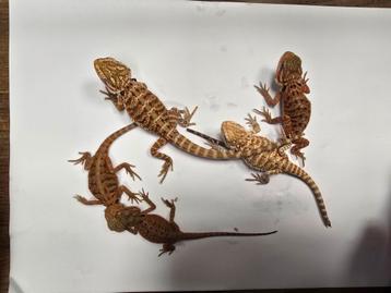 Jonge baardagamen in diversen kleuren beschikbaar voor biedingen