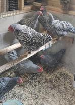 Amrock leghennen, Dieren en Toebehoren, Pluimvee