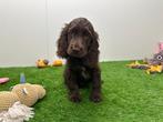 Nestjes Engelse Cocker Spaniel pups, België, CDV (hondenziekte), 8 tot 15 weken, Meerdere