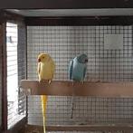 halsbanden parkieten, Dieren en Toebehoren, Vogels | Parkieten en Papegaaien, Meerdere dieren, Parkiet, Geringd