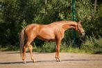 SPOED gezocht springpaard 3 4 5 jaar ook ouder 1m10 1m30 niv, Jument, L, 3 à 6 ans, Cheval de saut