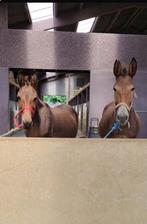 2 MULES, Animaux & Accessoires, Janvier, Plusieurs animaux