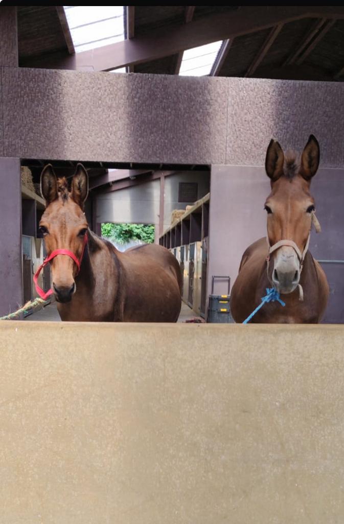 2 MULES, Animaux & Accessoires, Animaux Autre, Plusieurs animaux, Janvier