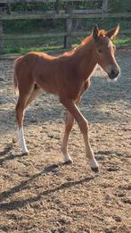 Don’t Touch Tiji x Nabab de Rêve x Darco, Dieren en Toebehoren, Paarden, Hengst